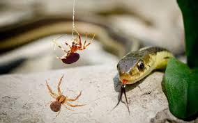 Why Dreams About Spiders and Snakes Fascinate Us